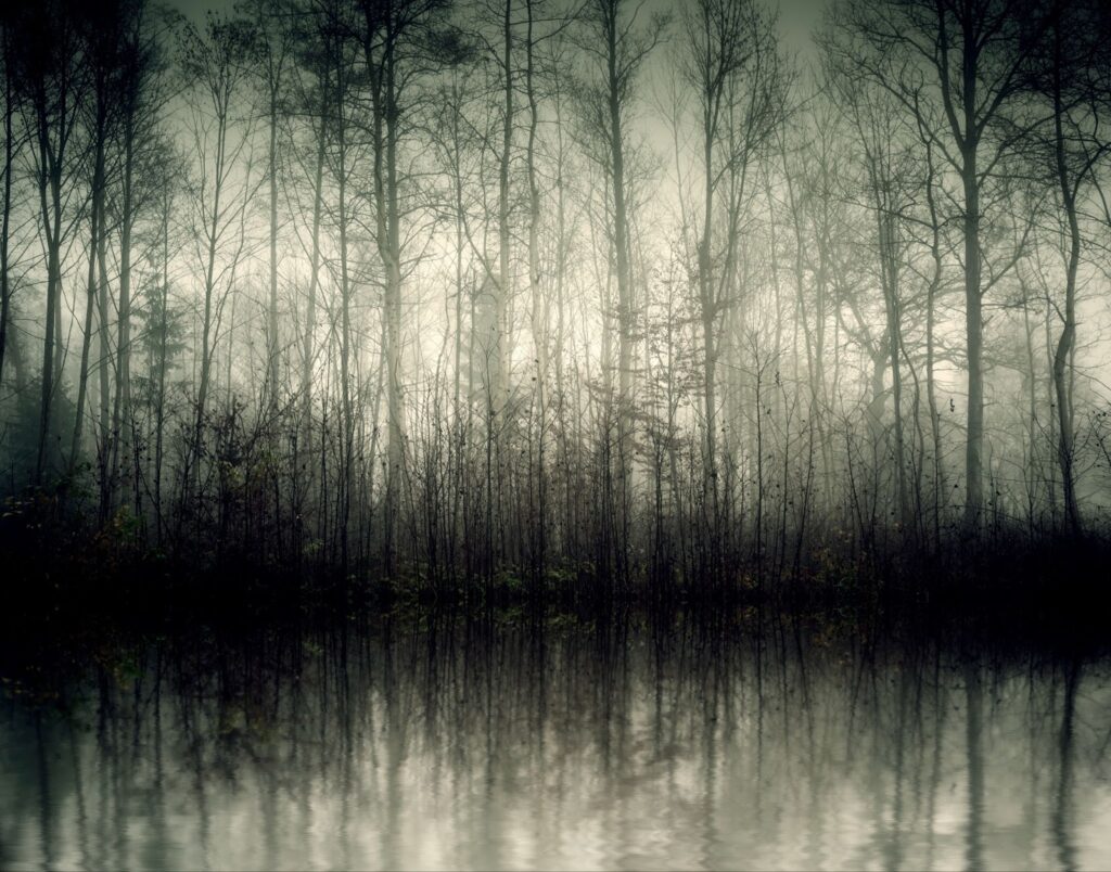 a fantasy forest