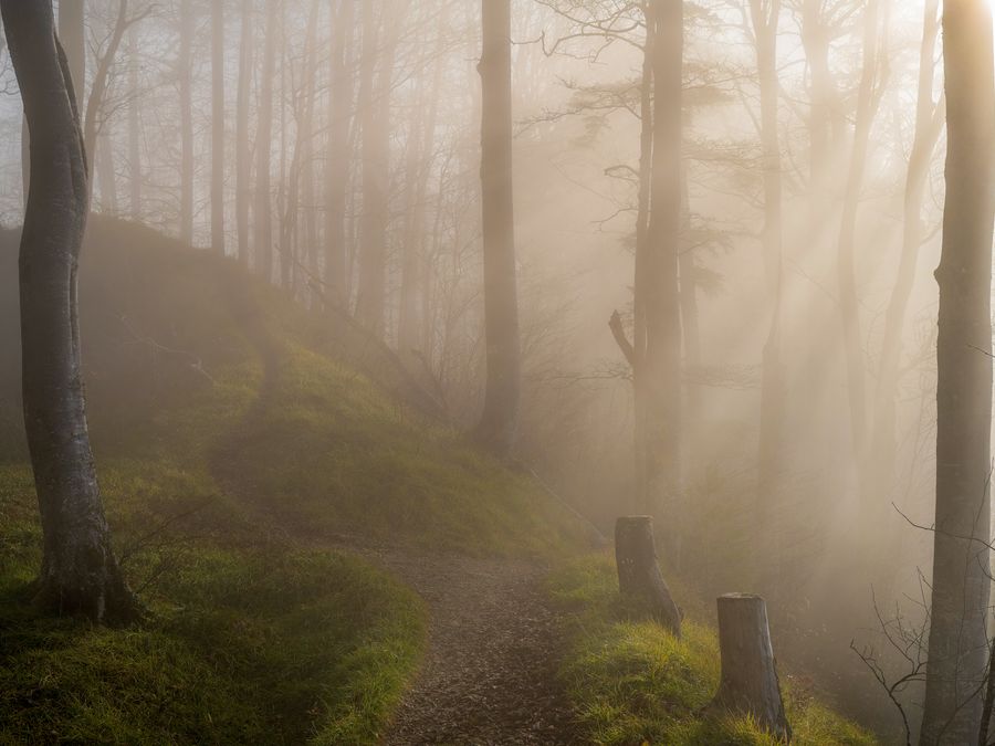 A serene forest path enveloped in morning mist with sunlight streaming through tall trees.