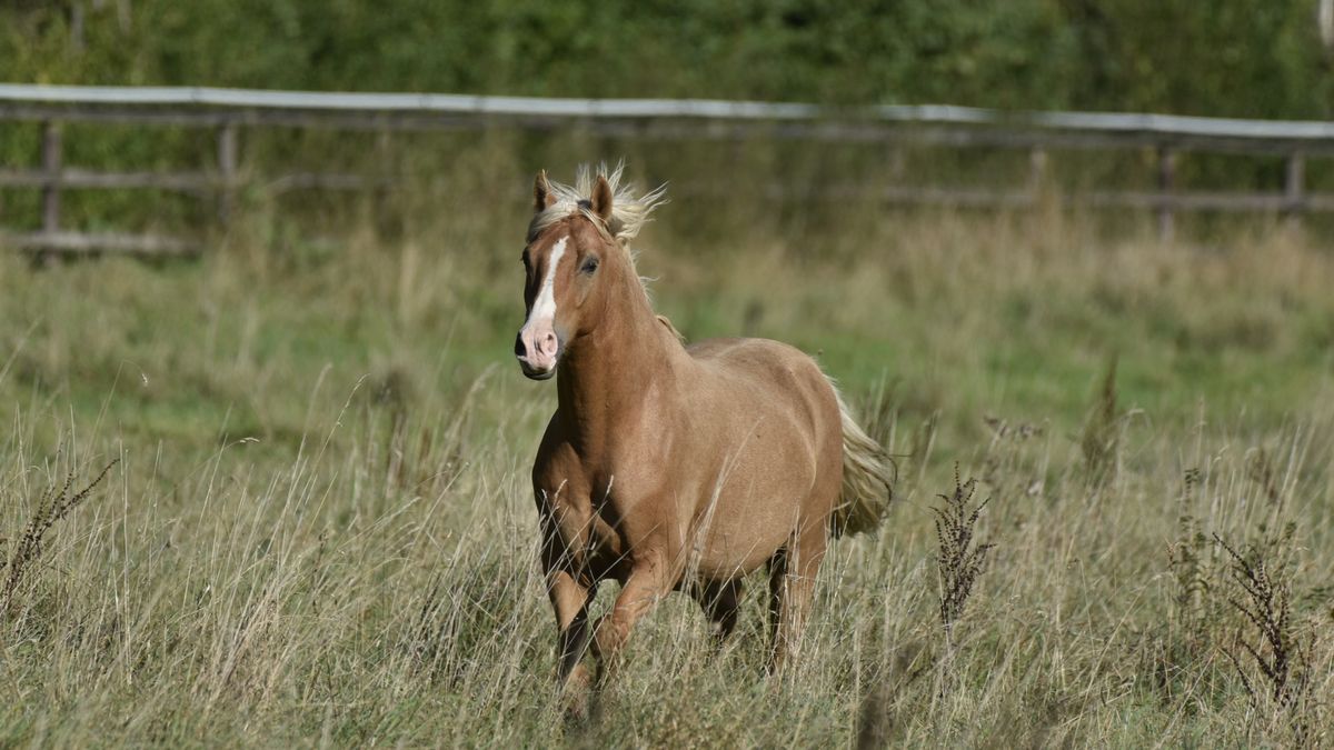 A beautiful palomino horse galloping freely in a lush green field, captured in natural daylight.